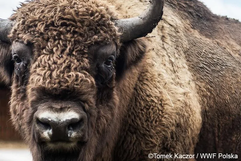 Lista sklepów żubr